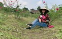 8x xứ Nghệ bỏ phố về quê trồng hoa hồng, thu nửa tỷ đồng mỗi năm