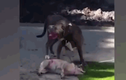 Video: Pitbull đoạt mạng chó nhà trước mặt chủ