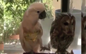 Video: Chú vẹt thích chọc ghẹo cú mèo