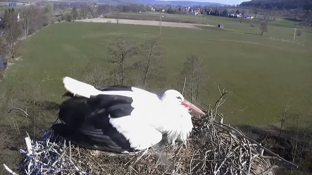 Video: Cò mẹ bắt sống chim cắt có ý định xâm nhập tổ