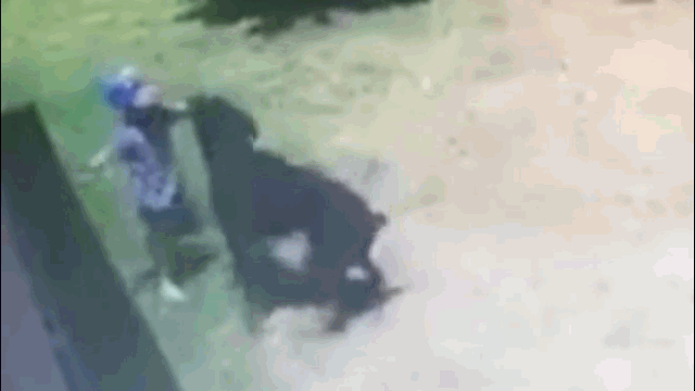 Video: Bé trai 3 tuổi bị chó nhà cắn xé điên cuồng