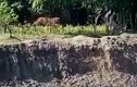 Video : Hổ Bengal vồ người đàn ông ngã xuống hố sâu