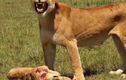 Video: Sư tử mẹ đau đớn phát hiện sư tử con chết