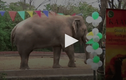 Video: Chú voi cô đơn nhất thế giới được mở tiệc chia tay