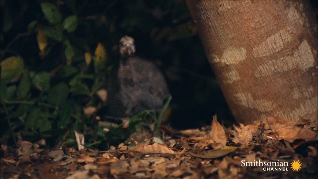 Video: Cảnh rắn lục gaboon giết gà lôi khổng lồ