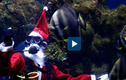 Video : Ông già Noel lặn xuống bể cho cá ăn