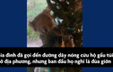 Video: Gấu túi lẻn vào núp trong cây thông Noel ở Australia