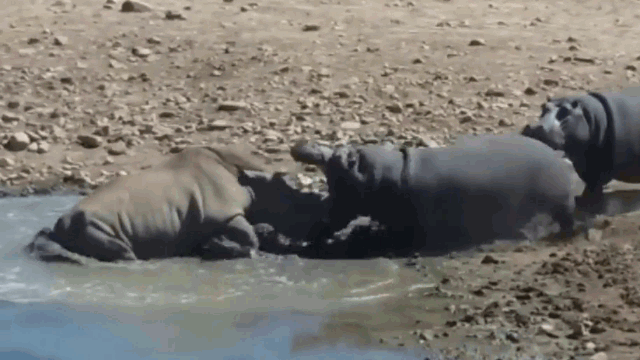 Video: Hà mã nổi điên cắn chết tê giác cụt sừng