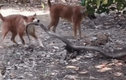 Video: Rắn hổ mang chúa dài gần 4m đối đầu 2 chó nhà