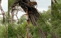 Video : Linh cẩu đu cả người để cướp mồi của báo đốm