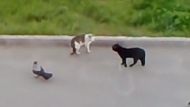 Video: Mèo đen rủ quạ đánh hội đồng mèo tam thể