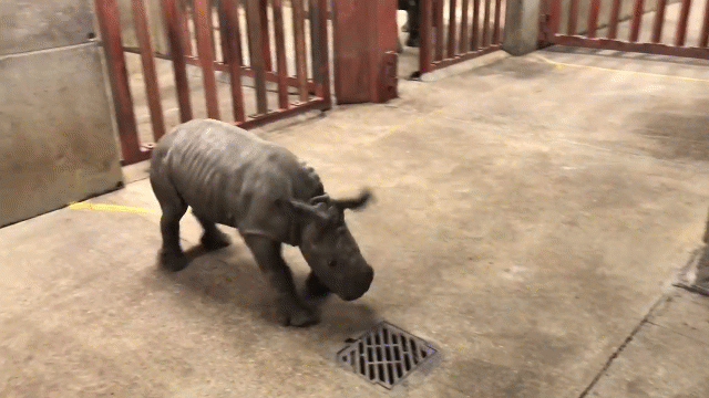 Video: Tê giác con thích thú trêu đùa người chăm sóc
