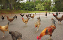 Quần đảo Hawaii biến thành nhà của gà hoang