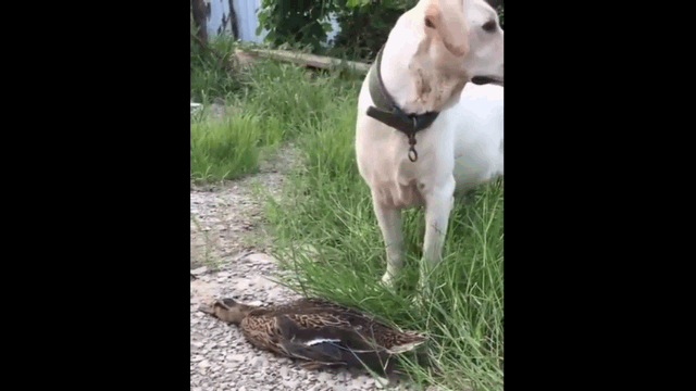 Video: Vịt nằm im giả chết lừa chó săn một phen bẽ mặt