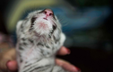Hổ trắng hiếm có chào đời tại vườn thú