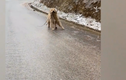 Video: Chó cưng trượt chân lia lịa trên đường đóng băng