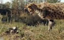 Video: Báo đốm liều mạng nghịch rắn hổ mang chúa