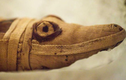 Xác cá sấu cụt đầu bí ẩn trong ngôi mộ cổ 3.400 năm tuổi