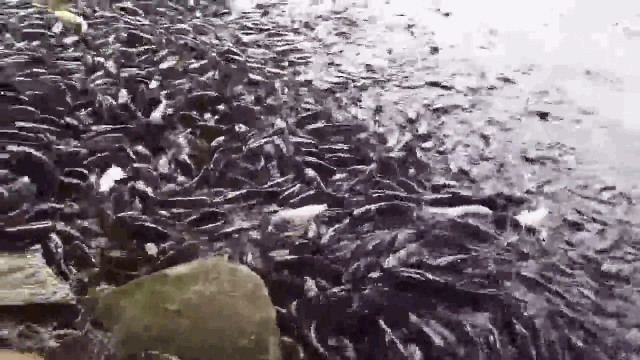 Video: Hàng nghìn con cá trê chen chúc nổi đen kín mặt ao