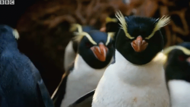 Video: Bí ẩn về loài chim cánh cụt sống trong rừng