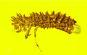 Phát hiện cụ bọ cánh cứng trong hổ phách 100 triệu năm