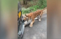Video: Hổ rừng kéo lùi ô tô nặng gần 2 tấn