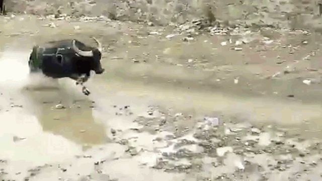 Video: 2 con trâu đực hiếu chiến gục chết tại chỗ