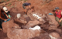 Phát hiện thấy hóa thạch khủng long khổng lồ 98 triệu năm tuổi