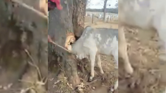 Video: Cảnh dùng rìu giải cứu chú bò mắc kẹt đầu vào hốc cây