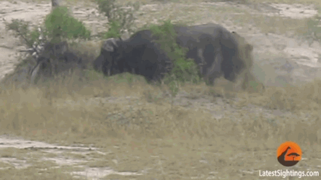 Video: Sư tử đực bị trâu rừng quật thừa sống thiếu chết
