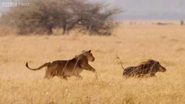 Video: Bở hơi tai đuổi lợn rừng, sư tử đói nhận cái kết buồn