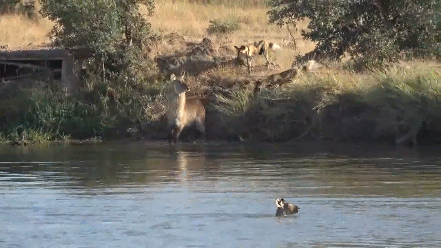 Video: Trên bờ chó hoang, dưới nước hà mã, linh dương tạo kỳ tích
