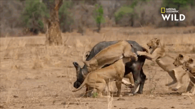 Video: 1 chọi 8 sư tử, trâu rừng giành chiến thắng ngoạn mục