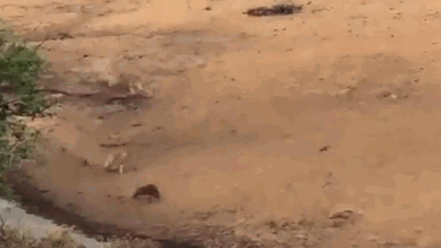 Video: Lợn bướu phi hết tốc lực, chạy trốn 7 sư tử và cái kết