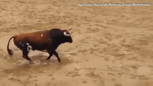 Video: 2 con bò tót gục chết tại chỗ sau cú húc kinh hoàng