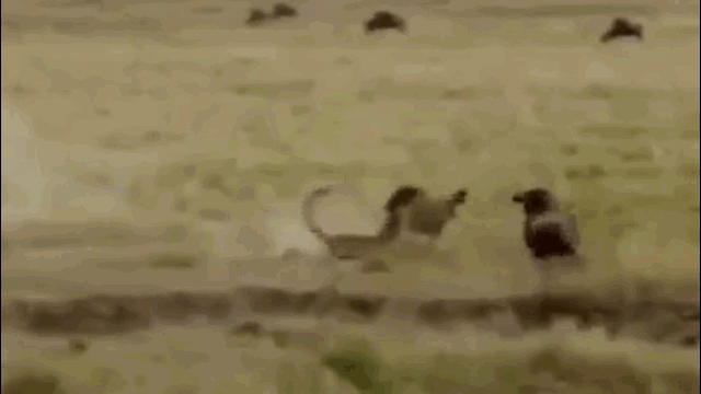 Video: Linh dương đầu bò húc văng báo săn để cướp lại con non