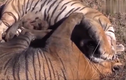 Video: Hổ dữ điên cuồng lao vào nhau và cái kết