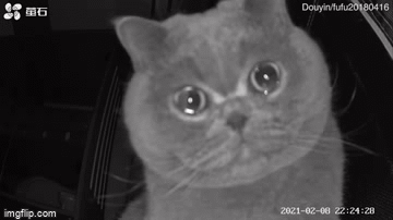 Chủ nhân về quê ăn Tết, mèo cưng ngồi trước camera rưng rưng nước mắt