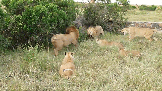Video: Sư tử đực hỗn chiến, bỏ mặc sự can ngăn của sư tử cái