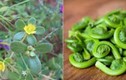 5 loại “rau trường thọ” có đầy ở Việt Nam mà ai cũng tưởng cỏ