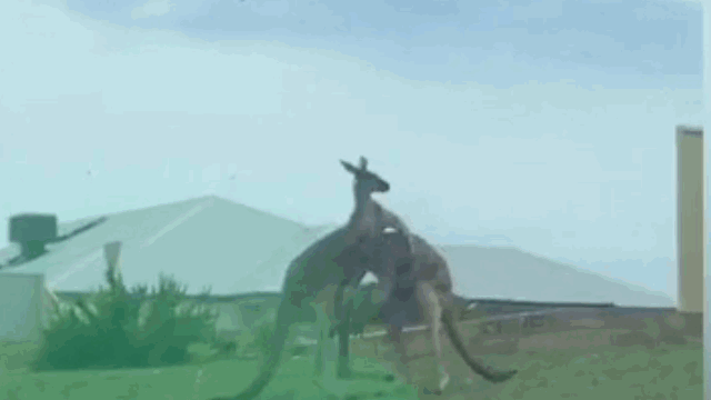 Video: Kangaroo tung đòn hạ knock out đối thủ như phim hành động
