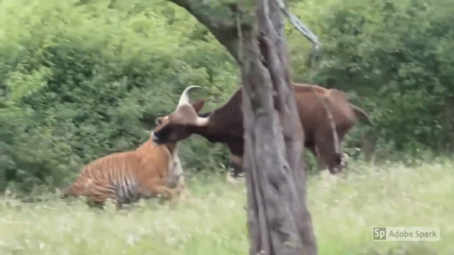 Video: Hổ vằn tung chiêu hạ gục bò tót trong một nốt nhạc