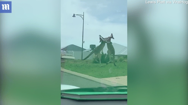 Video: Kangaroo đánh đấm quyết liệt giữa phố