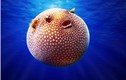 Những sinh vật “độc nhất vô nhị” dưới đáy đại dương