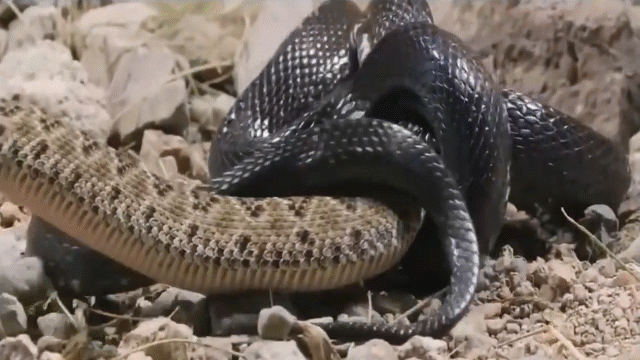 Video: Rắn vua đen cuộn tròn, siết chết rồi nuốt gọn rắn chuông
