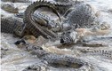 Hơn 40 con cá sấu xé xác ngựa vằn