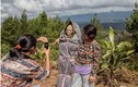 Bộ tộc sống chung với người chết trên đảo Sulawesi ở Indonesia 