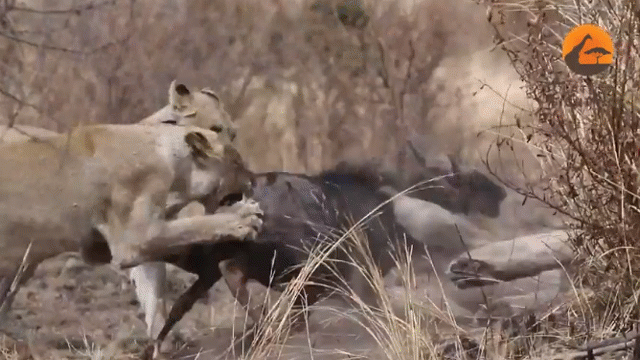 Video: Linh dương lao thẳng vào đàn sư tử khi chạy trốn báo hoa mai