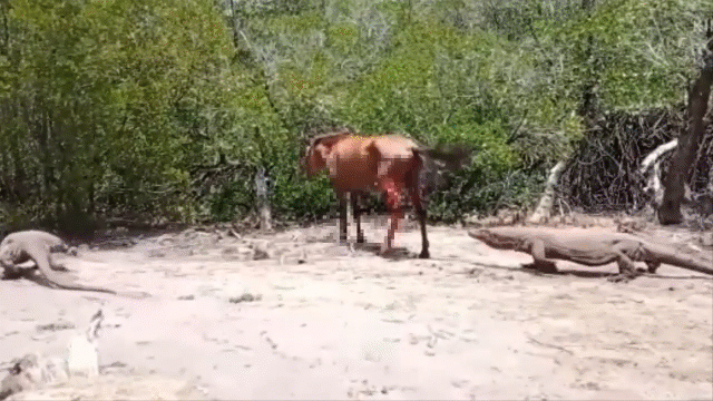 Video: Màn kết liễu tàn độc của rồng Komodo dành cho ngựa