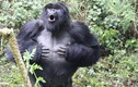 Các nhà khoa học tìm ra câu trả lời tại sao khỉ đột thường đập ngực